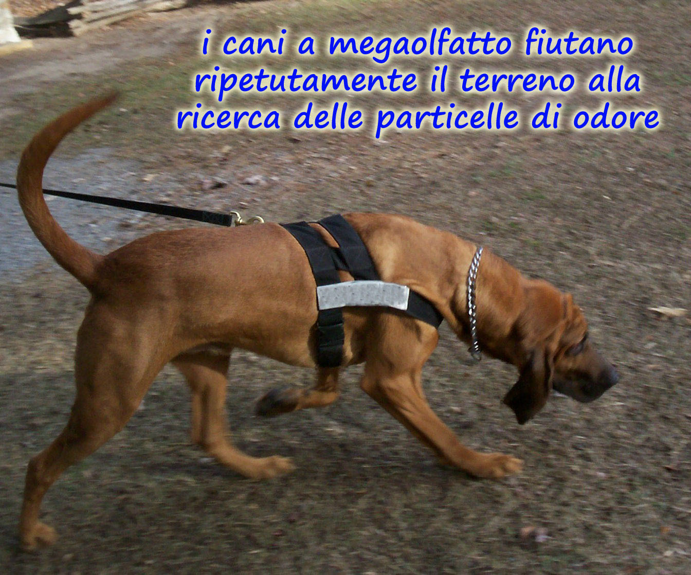 I cani sono in grado di capire quello che diciamo?